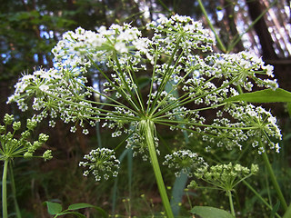 Sium latifolium