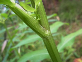 Sium latifolium