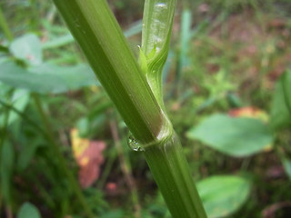 Sium latifolium