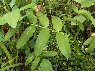 Sium latifolium