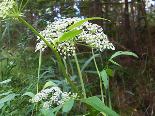 Sium latifolium