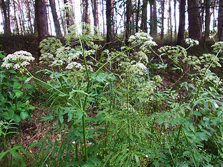 Sium latifolium