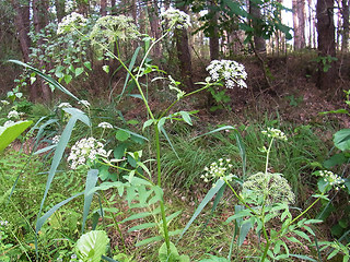 Sium latifolium