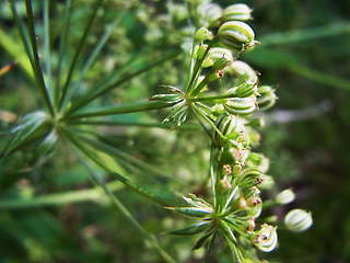 Sium latifolium