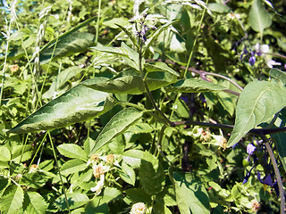 Solanum dulcamara