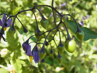 Solanum dulcamara