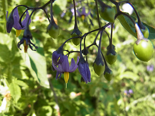 Solanum dulcamara