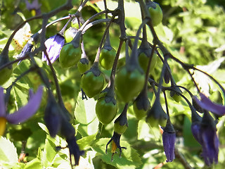 Solanum dulcamara