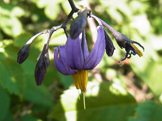 Solanum dulcamara