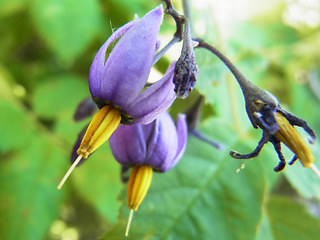 Solanum dulcamara