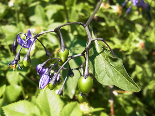 Solanum dulcamara