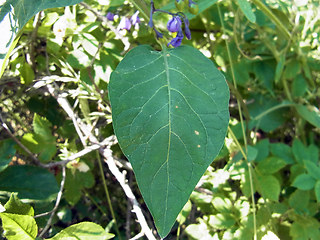 Solanum dulcamara