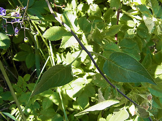 Solanum dulcamara