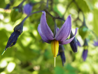 Solanum dulcamara