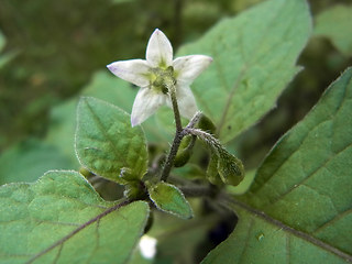 Solanum nigrum