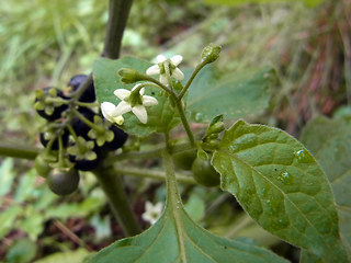 Solanum nigrum