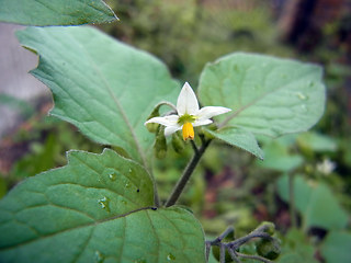 Solanum nigrum