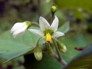 Solanum nigrum