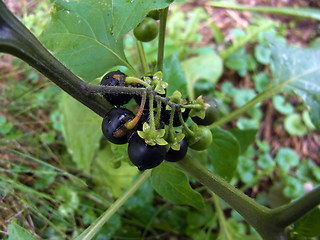 Solanum nigrum