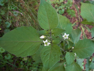 Solanum nigrum