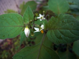 Solanum nigrum