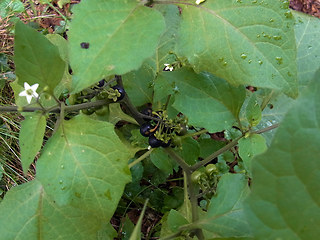 Solanum nigrum