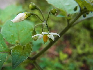 Solanum nigrum