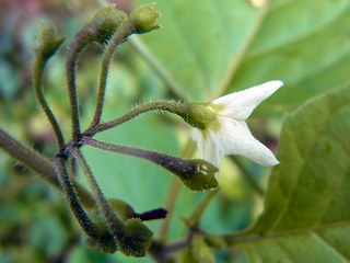 Solanum nigrum