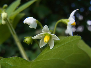 Solanum nigrum