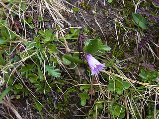 Soldanella alpicola