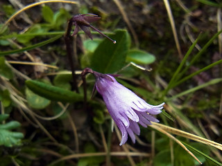 Soldanella alpicola