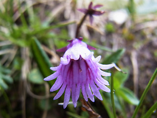 Soldanella alpicola