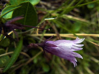 Soldanella alpicola