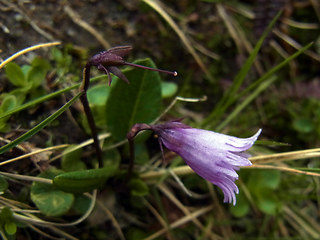 Soldanella alpicola