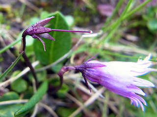 Soldanella alpicola