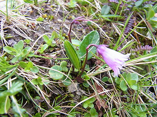 Soldanella alpicola