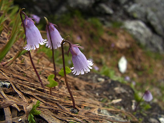 Soldanella alpicola