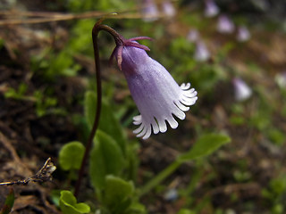 Soldanella alpicola