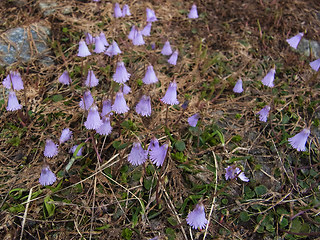 Soldanella alpicola