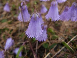 Soldanella alpicola