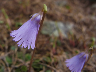 Soldanella alpicola