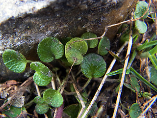 Soldanella alpicola