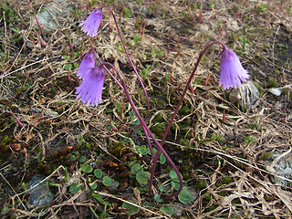 Soldanella alpicola