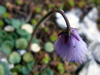 Soldanella alpina