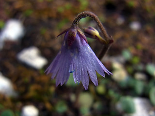 Soldanella alpina