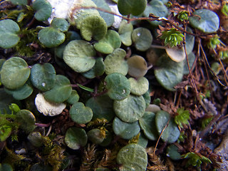 Soldanella alpina