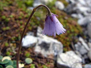 Soldanella alpina