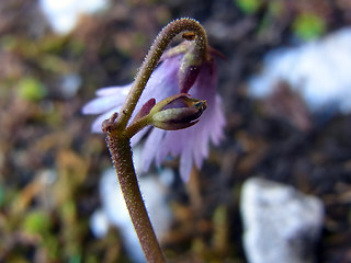 Soldanella alpina