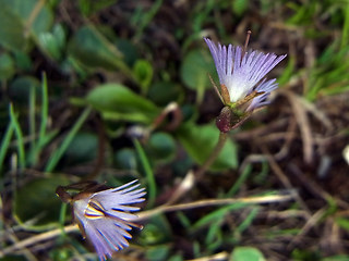 Soldanella alpina