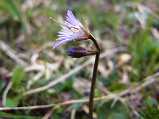 Soldanella alpina